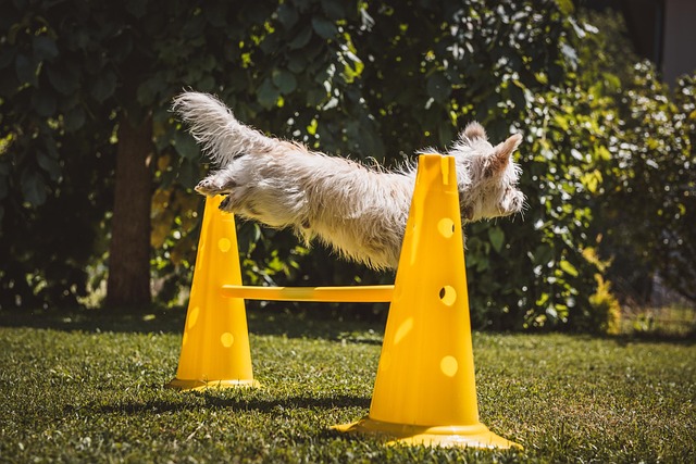 koordinačné cvičenie s agility rebríkom na tenisovom kurte